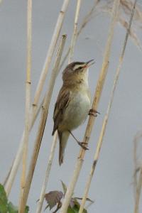 Phragmite des joncs