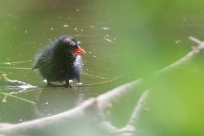 Poule-d'eau