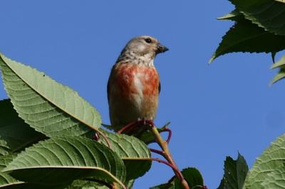 Linotte mélodieuse