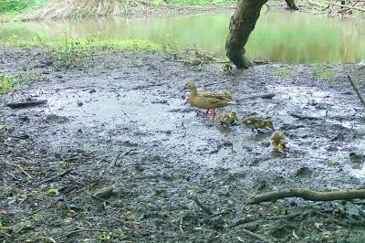 Canard colvert