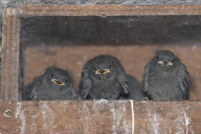 Rougequeue noir