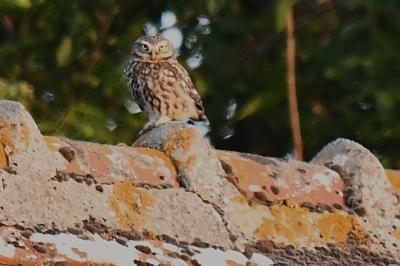 Athene noctua