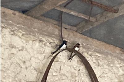 Hirondelle rustique