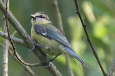 Mésange bleue