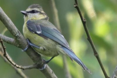 Mésange bleue