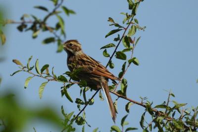 Bruant des roseaux