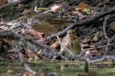 Pipit des arbres