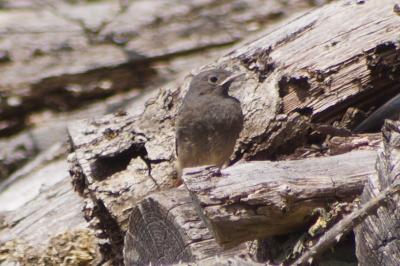 Phoenicurus ochruros
