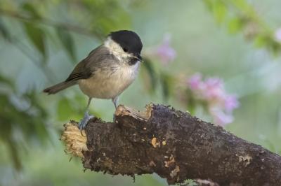 Mésange nonnette