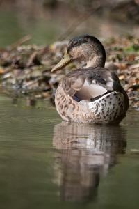 Canard colvert