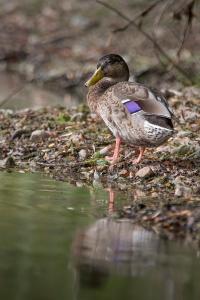 Canard colvert