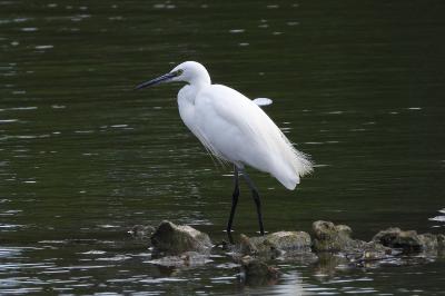 Aigrette garzette