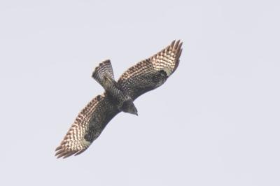 Buse variable