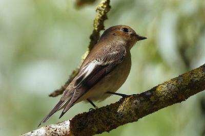 Ficedula hypoleuca