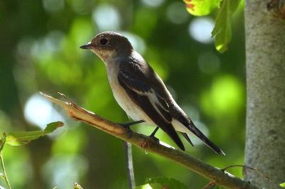 Gobemouche noir