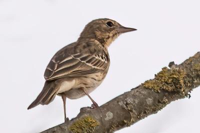 Pipit des arbres