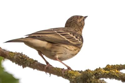 Pipit des arbres