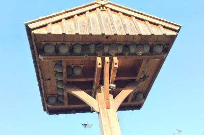 Hirondelle de fenêtre