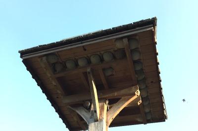 Hirondelle de fenêtre