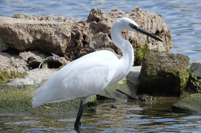 Aigrette garzette