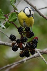 Mésange bleue