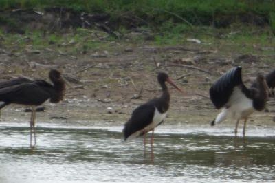 Cigogne noire