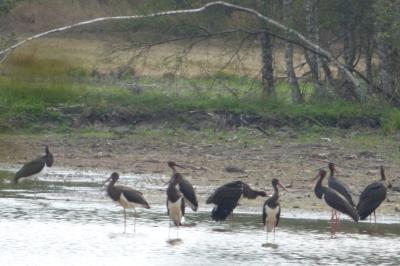 Cigogne noire
