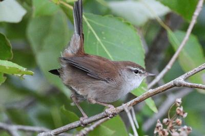 Bouscarle de Cetti