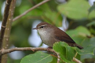Bouscarle de Cetti