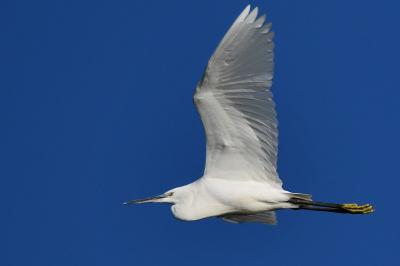 Aigrette garzette