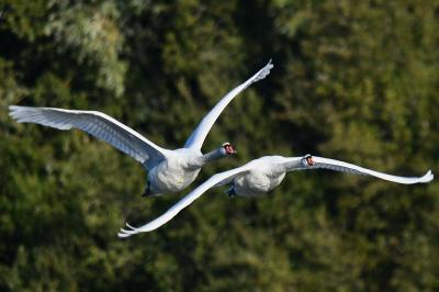 Cygne tuberculé