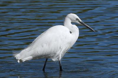 Aigrette garzette