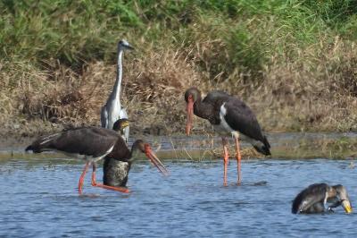 Cigogne noire