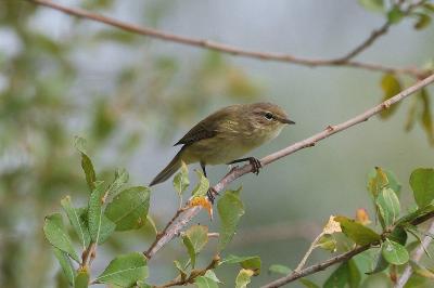 Phylloscopus collybita