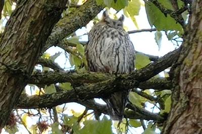 Hibou moyen-duc