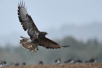 Buse variable