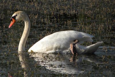 Cygne tuberculé