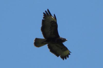 Buse variable