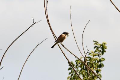 Pie-grièche écorcheur