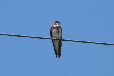 Hirondelle de rivage