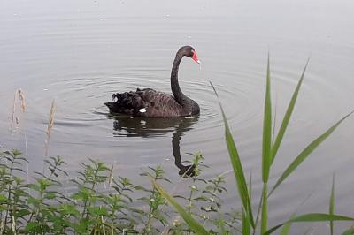 Cygne noir