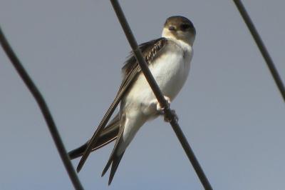 Hirondelle de fenêtre