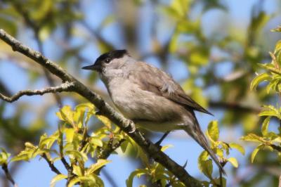 Fauvette à tête noire