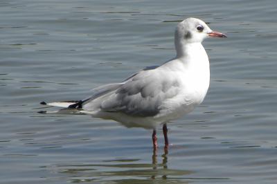 Mouette rieuse