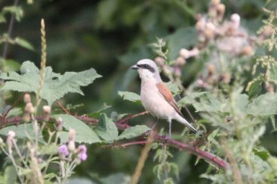 Pie-grièche écorcheur