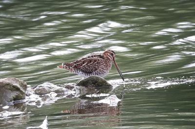 Bécassine des marais