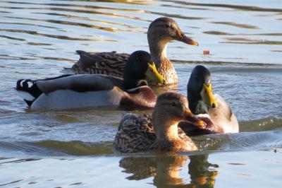 Canard colvert