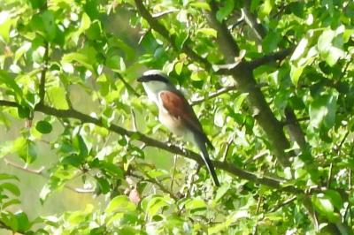 Pie-grièche écorcheur