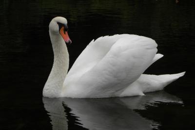 Cygne tuberculé