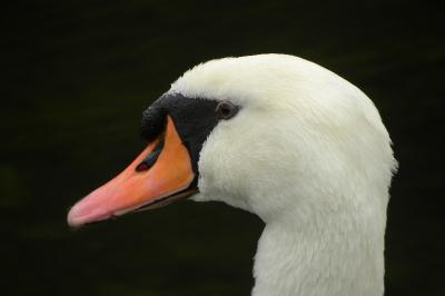Cygne tuberculé